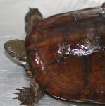 Sacalia quadriocellata.
Four Eyed Turtle